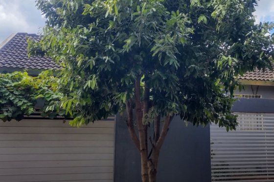 Casa à venda - 113.00m² - Sonho Meu, Umuarama-PR