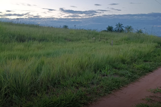 Chácara à venda - 5000m² - Zona Rural, Umuarama-PR