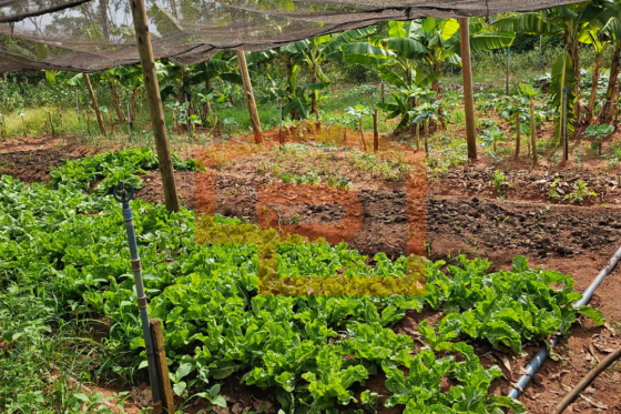 Chácara à venda - 21000.00m² - Zona Rural, Umuarama-PR