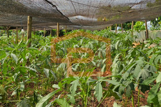 Chácara à venda - 21000.00m² - Zona Rural, Umuarama-PR